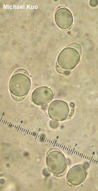 Helvella fallax