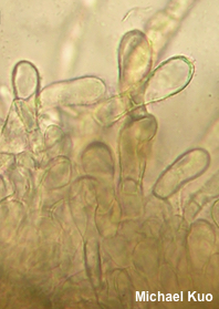 Helvella fallax