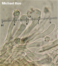 Hydnellum spongiosipes