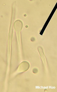 Lactarius luteolus