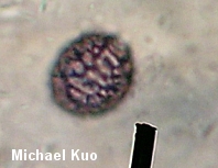 Lactarius rubriviridis