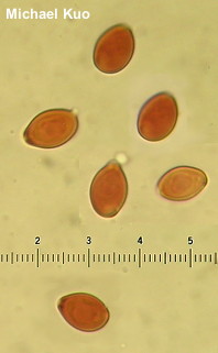 Leucocoprinus birnbaumii