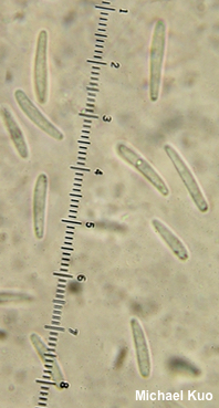 Mitrula elegans