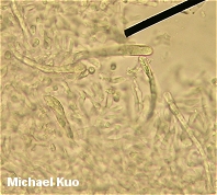 Russula cystidiosa