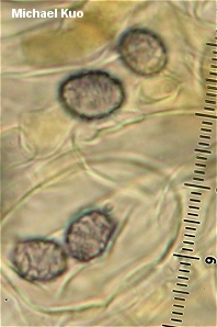 Russula decolorans