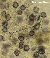 Russula foetentula