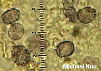 Russula puellaris