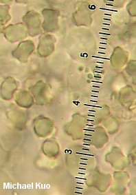 Boletopsis leucomelaena