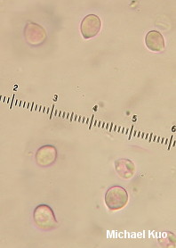 Cuphophyllus pratensis