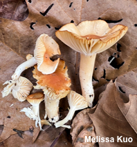 Cuphophyllus pratensis