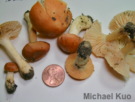 Cuphophyllus pratensis