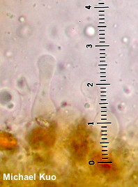 Gymnopilus liquiritiae