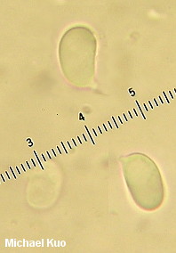 Hygrocybe aurantiosplendens