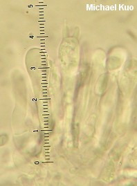 Hygrophorus occidentalis