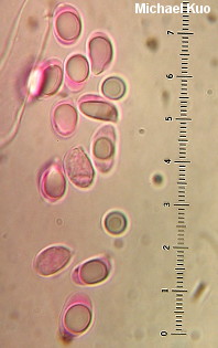 Hygrophorus pudorinus