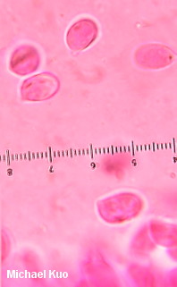 Hygrophorus pustulatus