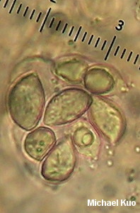 Hymenopellis megalospora