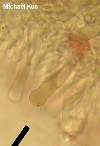 Hymenopellis megalospora