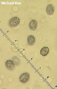 Lactarius rubrilacteus