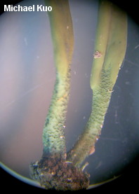 Microglossum viride