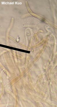 Agaricus bellanniae