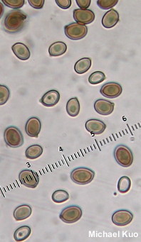 Agaricus brunneofibrillosus