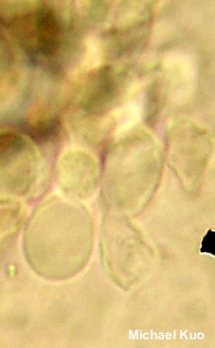 Agaricus leptocaulis