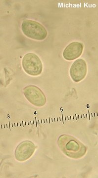 Armillaria solidipes