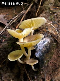 Gerronema strombodes