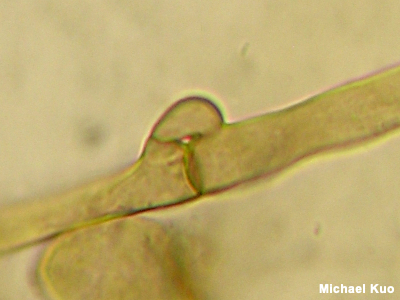 Clamp connection in Albatrellus pes-caprae