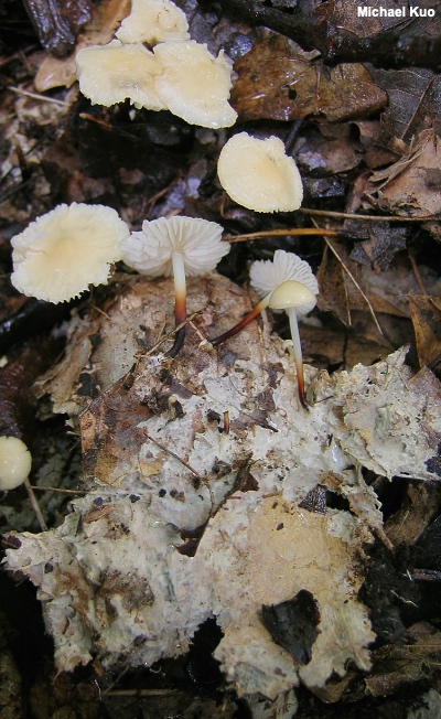 Mycelium of Marasmius delectans