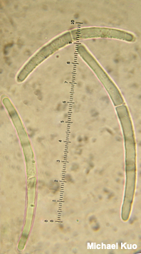 Hemileucoglossum alveolatum