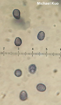 Leucopaxillus tricolor