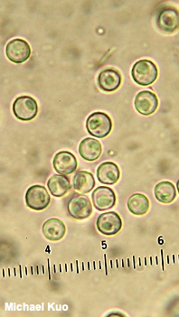 Lycoperdon subcretaceum