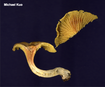 Iron salts on Cantharellus appalachiensis