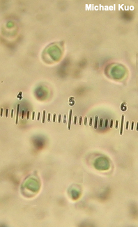 Tricholoma aurantium