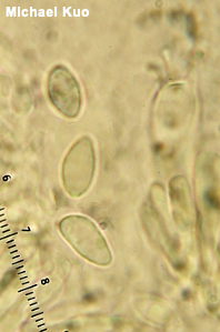 Tricholoma odorum