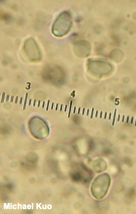 Tricholoma squarrulosum