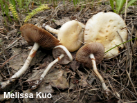 Agrocybe biological species II