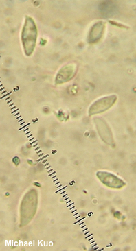 Clitocybe sclerotoidea