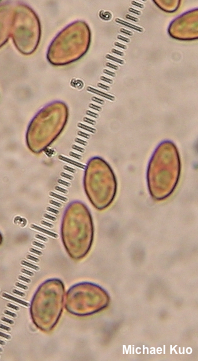 Cortinarius marylandensis