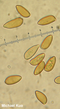 Cyclocybe erebia