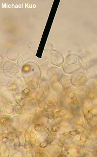 Cyclocybe erebia