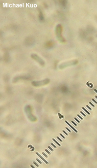 Fomitopsis betulina