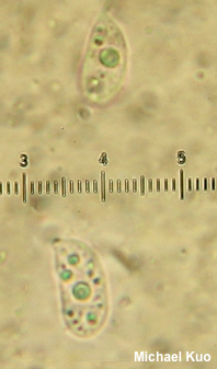 Guepiniopsis buccina