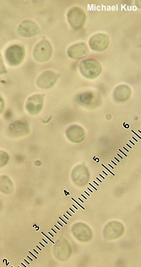 Hydnum alboaurantiacum