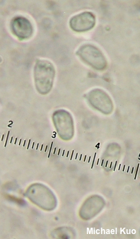 Hygrocybe squamulosa