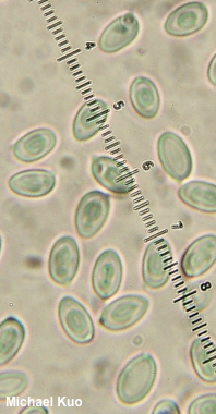 Leucoagaricus barssii