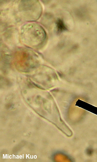 Pholiotina rugosa