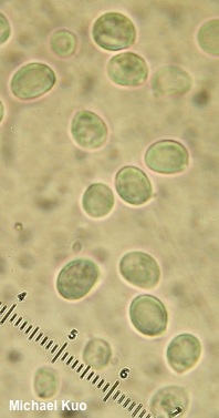 Tricholomopsis decora